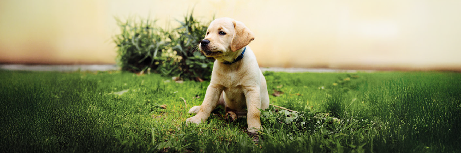 Prendi in affido un cucciolo della Scuola nazionale cani guida per ciechi